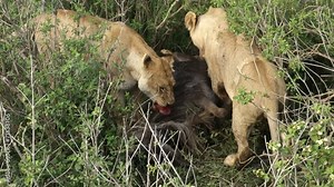 lions eating wildebeest