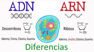 ADN vs ARN