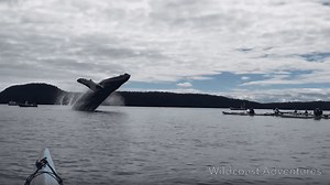 Belly-Flopping Whale Gives Kayakers A Surprise