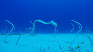 Peek-A-Boo with Hawaiian Garden Eels | Nature