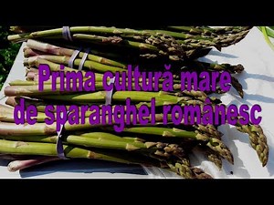 Prima cultură mare de sparanghel românesc