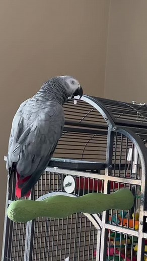 African Grey Parrot Talking: Gizmo's Unique Sounds