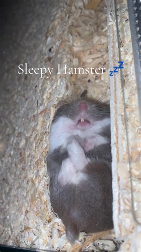 A Disturbing Sleepy Hamster Moment