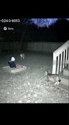 Intense Wild Bobcat vs. House Cat Encounter Caught on Trail Cam! (Graphic Content)