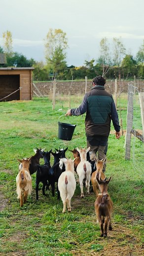 88K views · 1.6K reactions | Les stars de la ferme ✨ | Goran le Permaculteur | Facebook