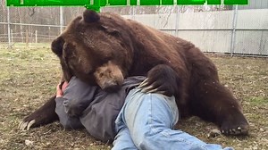 The huge bear that loves cuddles | Brain laugh
