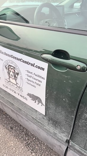 Haulin’ Auss Geese Control’s Yeti is having the time of his life chasing away the geese at this property. This is when things get really busy! Expect to see geese all around for the next 4-5 months. #haulinaussgeesecontrol #geesecontrol #busyseason #workingdogs #longisland | Haulin’ Auss Geese Control