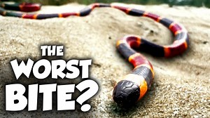 The worst snake bites in America ranked from painful to absolutely deadly
