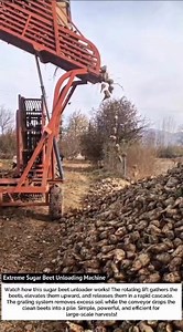 Extreme Sugar Beet Unloading Machine | Fast Farming Tech