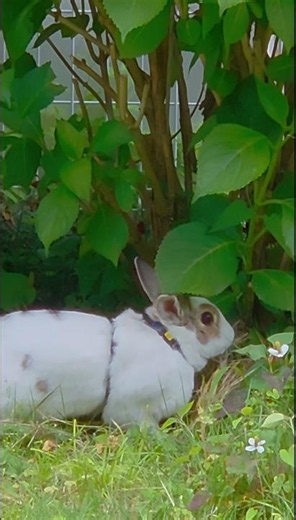 庭んぽ中のウサギさん(キャラメルちゃん🐰)の様子をお届けしちゃいます#うさぎ#みにうさぎのきゃらめるちゃん🐰#あじさい#かわいい#いやし