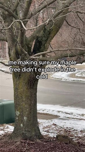Trees Exploding in Winter Storm: A Shocking Experience
