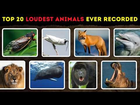 Top 20 Loudest Animals Ever Recorded