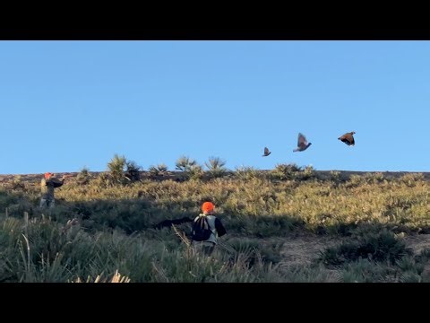 Chasse Perdrix Aux Chien d'arrêt - Elevage Meknes - صيد الحجل Saison 2025- 2026