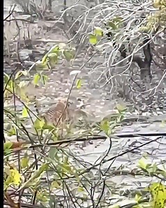 7.9K views · 173 reactions | Clash of the Wild Titans  Leopard Vs Tiger  . When power meets stealth, the jungle shakes. #Tiger #Leopard #Wildlife #BigCats #NatureBattle #PredatorVsPredator #FollowTigerPaws #newbeginnings #yearend #newyear #christmas #festiveseason #christmasgift #holidayfun #winterseason #winte Ranthambhore National Park r | Rajesh Saini | Facebook