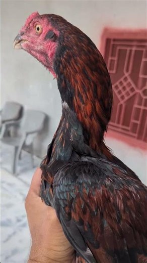 My Beautiful Asil Chicken at Home
