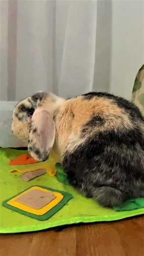 Mini Lop Adventures on Instagram: "Mondays!!! #mondays #bunnylove #bunnies #rabbit #bunnylife #rabbits #bunny #MiniLopAdventures"