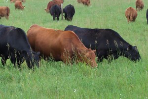 Grazing Systems