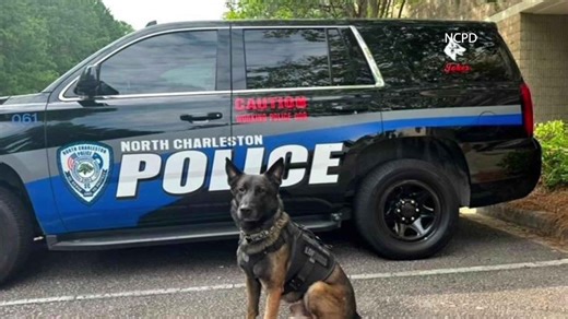 North Charleston police ask for prayers as K-9 receives cancer diagnosis