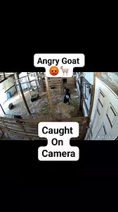 9.1K views · 459 reactions | Our angry Buck goat was caught on camera taking his frustrations out on a straw bale. #goat #angry #grumpy #kiko #goats | Hidden Heights Farm | Facebook
