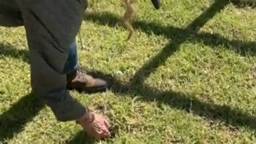 Glendale, Ariz., residents battling gopher infestation set traps to catch them