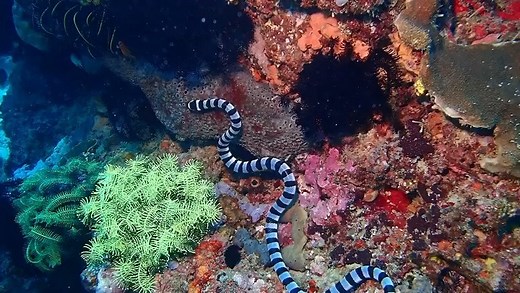 9K views · 122 reactions | Fiji's banded sea krait.  Friend or foe?...