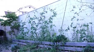 庭でバナナを育ててみた