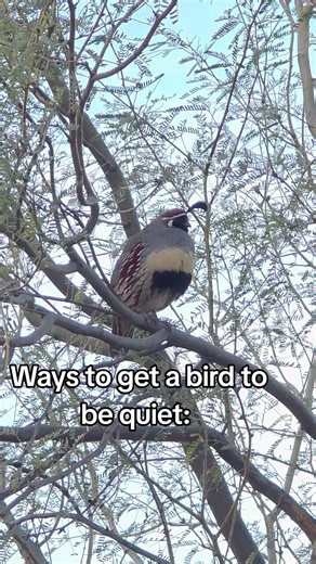 Funny Bird Sings, Then Stops for Phone