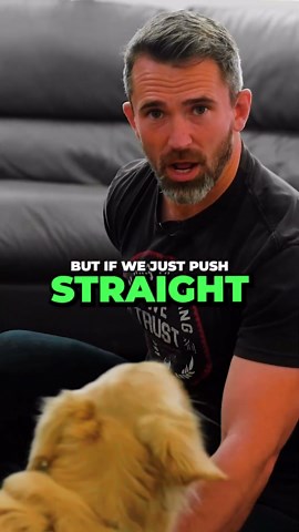 Problem-solving the down command with your dog