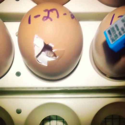 Chicken egg hatching ( time lapse)!!!