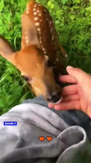 Baby Deer Rescue Story: Part 2 | Dog Family
