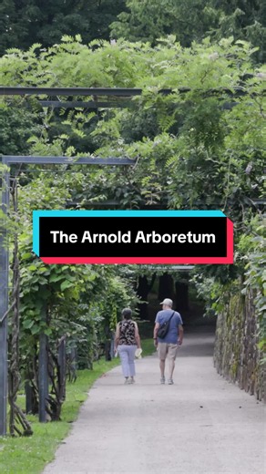 Arnold Arboretum Boston: Harvard's 281-Acre Public Garden
