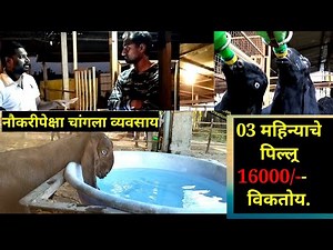 #शेळीपालनातून classone ऑफिसर पेक्षा ज्यास्त पगार#Salary higher than classone officer frm goat frming