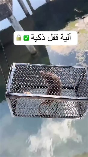 ‎Sanam tools سنام‎ | ‎� اسم المنتج: Mouse Trap – 18 × 18 × 28 cm 📦 رقم المنتج (Item code): ST04059 💰 السعر: 4.500 KWD هذا فخ للجرذان والفئران مصنوع غالبًا من...‎ | Instagram