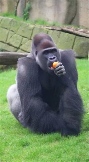 Gorilla Uses Sign Like Gestures to Ask for Help then Says thank You 🦍🤝