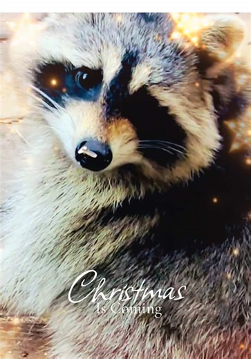 Today’s beautiful babies❤️😍🦝🐿️🐦🐧#birds #racoons #squirrels #whencardinalsappearanglesarenear #nature