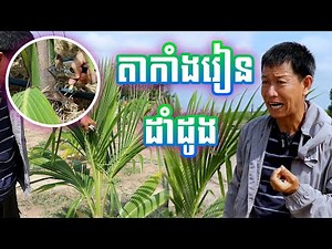តាកាំងរៀនដាំដូង | ការលូតលាស់របស់ដំណាំដូង១ខែលាស់១ធាង | Chhun Kang's Coconut - KHMER AGRICULTURE