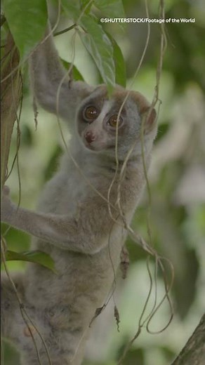 What's the only venomous primate? #NHM #Venom #SlowLoris