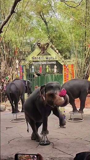 Bangkok Safari World Elephant Show