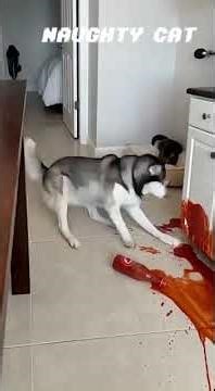 Try Not To Laugh: Best Pet Moments of 2026! 🐶🐱✨ #trending