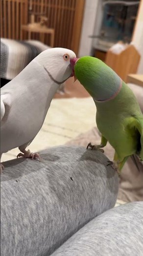 金曜から夜更かしのおへんたいちゃんたち #ワカケホンセイインコ #インコ