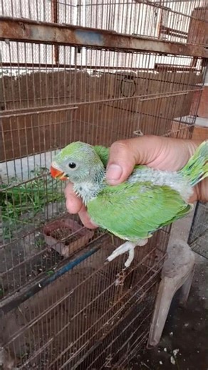 Mama Brooder Female ringneck Best feeding progress with Babies chicks single mom