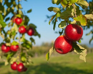 From Tree to Table: How New Apple Varieties Are Born