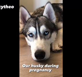 Our husky before we had a baby