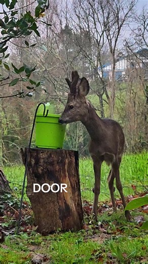AT THE DOOR Toute la famille a survécu aux hungers games a miracle #chevreuil #deer