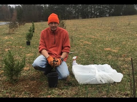 How To Plant A Cheap Evergreen Privacy Hedge