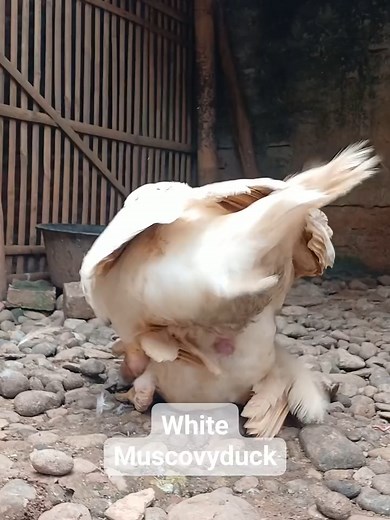 White Muscovy Duck Behavior and Activities