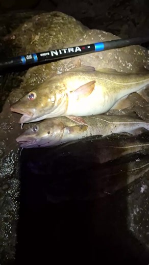 Winter Cod Fishing: Best Catch of the Season