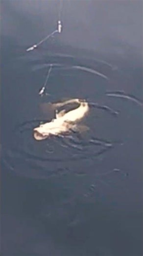 EPIC Cod Catch! TINY Lure, BIG Fish! #fishing #cod #saltwaterfishing