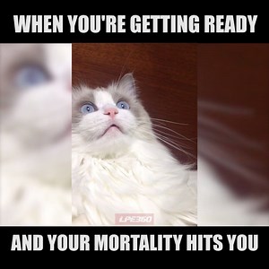 73K views · 428 reactions | Cat sees the mysteries of life | Funny Videos | Facebook