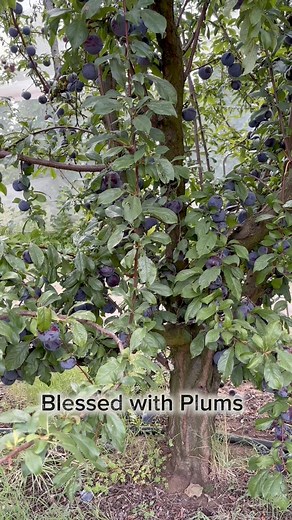 1.1M views · 27K reactions | This plum tree tells its story, and its fruit shares its wisdom: great things grow slowly, but they give beautifully  #fruitful #fblifestyle #naturevibes | Positive Vibes Au | Facebook